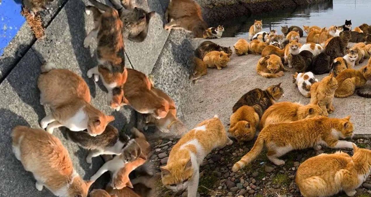 bu adada insanlar degil kediler hukum suruyor nufuslari 4 kat fazla adlarina yapilmis tapinaklari bile var HRwDBFNQ