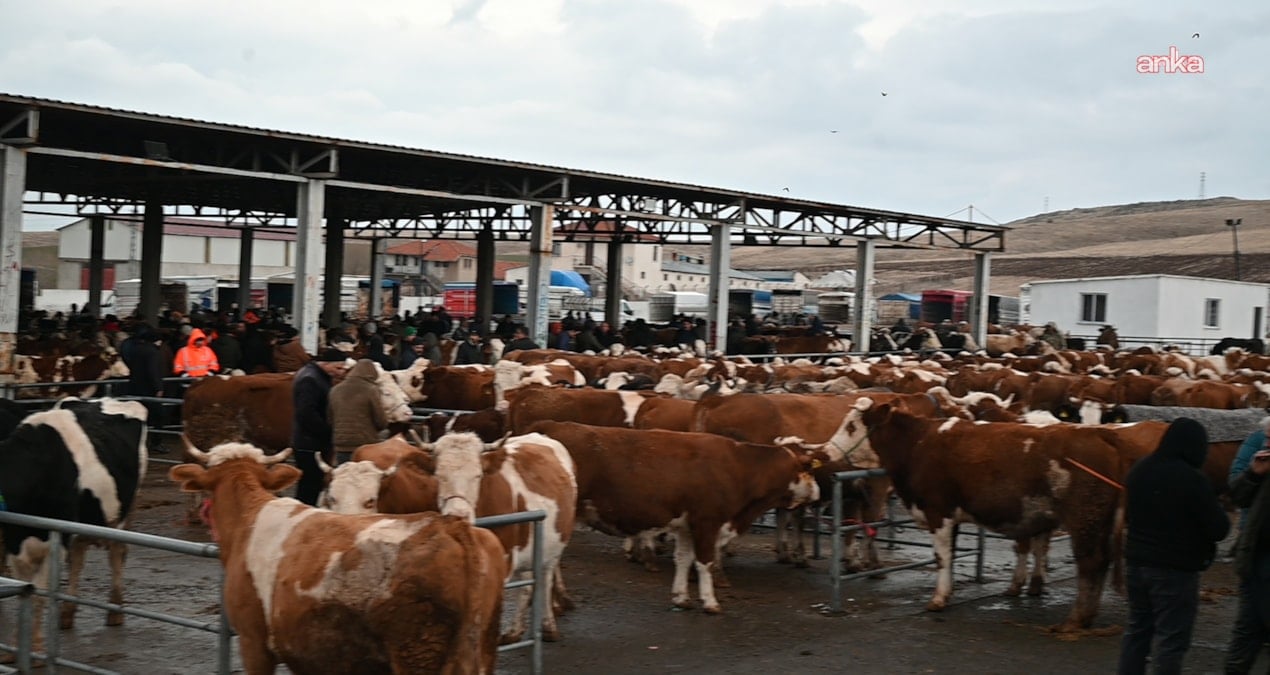 igdirda sap alarmi hayvan pazari kapatildi O9JwIgWN