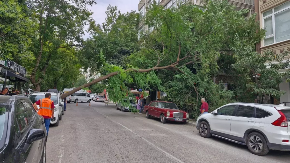 samsunda kuvvetli ruzgar agac devirtti ktMiPNRg