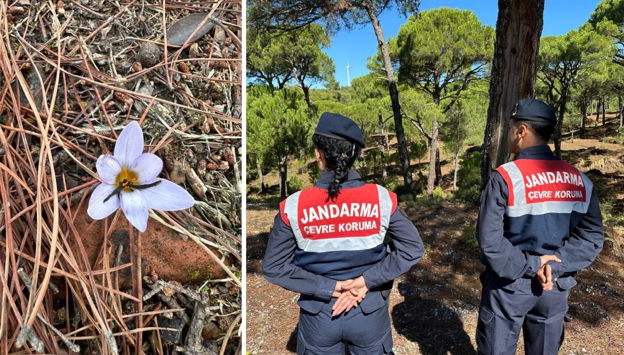 bu cicegi koparmanin cezasi 557 bin tl XjB4DZDq