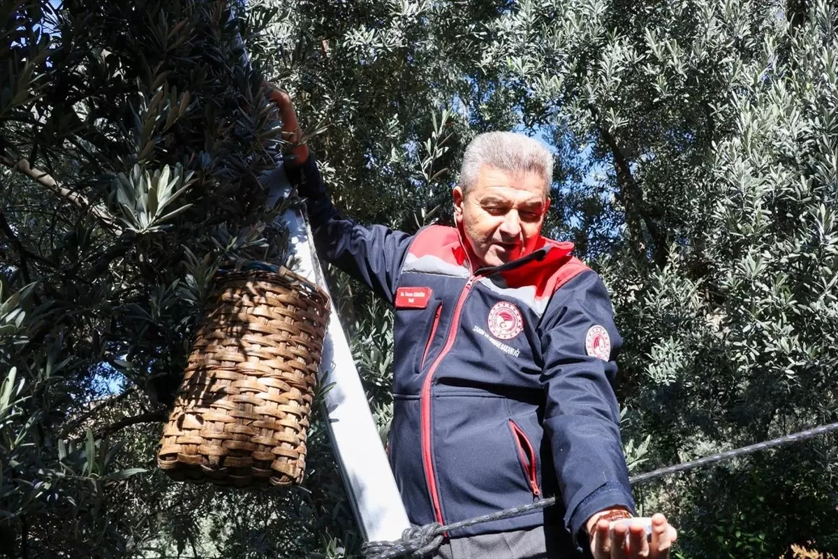 butko zeytini hasadi basladi 63PURZej.jpg