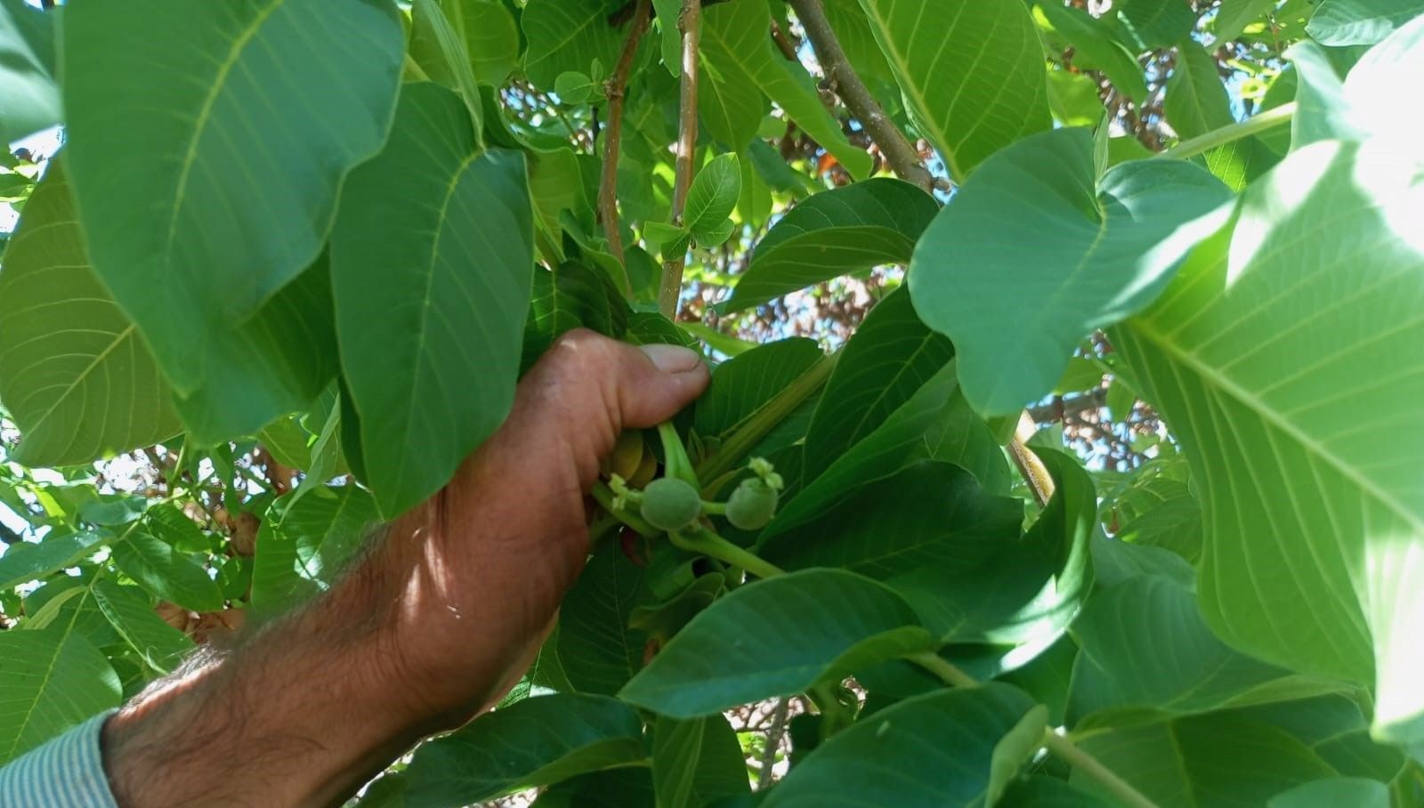 malatyada mevsim disinda meyve veren ceviz agaclari sasirtti h44r8EkR